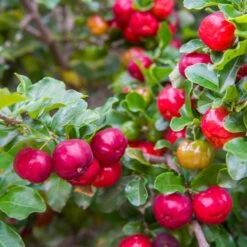 Barbados 'Acerola' Cherry 7 Barbados 'Acerola' Cherry -Evergreen Trees Sales Store Barbadoes Cherry 2 FGT