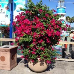 Barbara Karst Bougainvillea -Evergreen Trees Sales Store Barbera Karst Bougainvillea 10 155d5d1a 2b5a 43af 8907 291a7da5833d