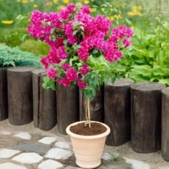 Barbara Karst Bougainvillea -Evergreen Trees Sales Store Barbera Karst Bougainvillea 2 FGT d3e6d740 b572 4723 a5c8 00a17a4aa767