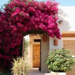Barbara Karst Bougainvillea -Evergreen Trees Sales Store Barbera Karst Bougainvillea 9 f609a9e0 2c3a 435b b6e7 05bbc8e5e7c8