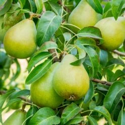 4-in-1 Pear Surprise Tree -Evergreen Trees Sales Store Bartlett Pear 3 BB 91576d60 9115 4cb7 bed6 62a48929b5db