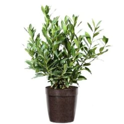 Bay Laurel -Evergreen Trees Sales Store Bay Laurel 3G Delilah Brown pot