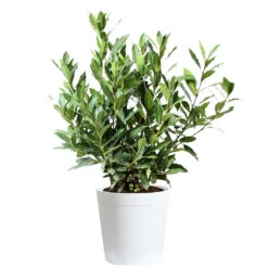 Bay Laurel -Evergreen Trees Sales Store Bay Laurel 3G Delilah White pot