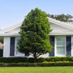 Bay Laurel -Evergreen Trees Sales Store Bay Laurel Shrub FGT 4 4fc2d6b2 8cf4 4dcb 83d8 7a36a4f2402f