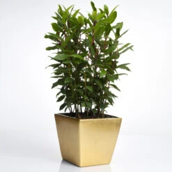 Bay Laurel - USDA Organic -Evergreen Trees Sales Store Bay Laurel Shrub FGT 70a053b8 5238 44bb b72e 34af0f0d8286