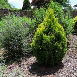 Berckman's Gold Arborvitae -Evergreen Trees Sales Store Berckmans Arborvitae 1 FGT