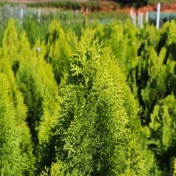 Berckman's Gold Arborvitae -Evergreen Trees Sales Store Berckmans Arborvitae 8