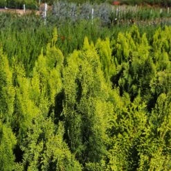 Berckman's Gold Arborvitae -Evergreen Trees Sales Store Berckmans Arborvitae 9