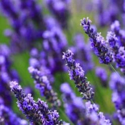 Big Time Blue Lavender -Evergreen Trees Sales Store Big Time Blue Lavender 450 D2