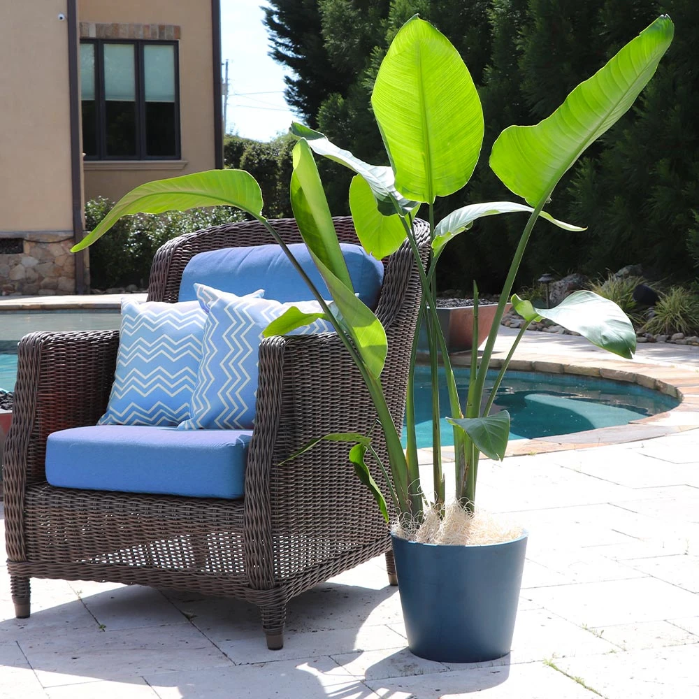 Bird Of Paradise - Orange 5 Bird Of Paradise - Orange - Image 5