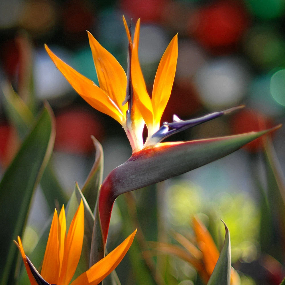 Bird Of Paradise - Orange 2 Bird Of Paradise - Orange - Image 2