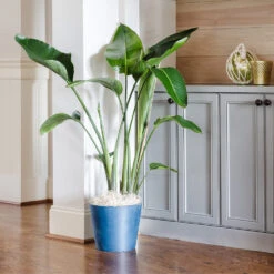 Bird Of Paradise - Orange 11 Bird Of Paradise - Orange -Evergreen Trees Sales Store Bird of Paradise 9