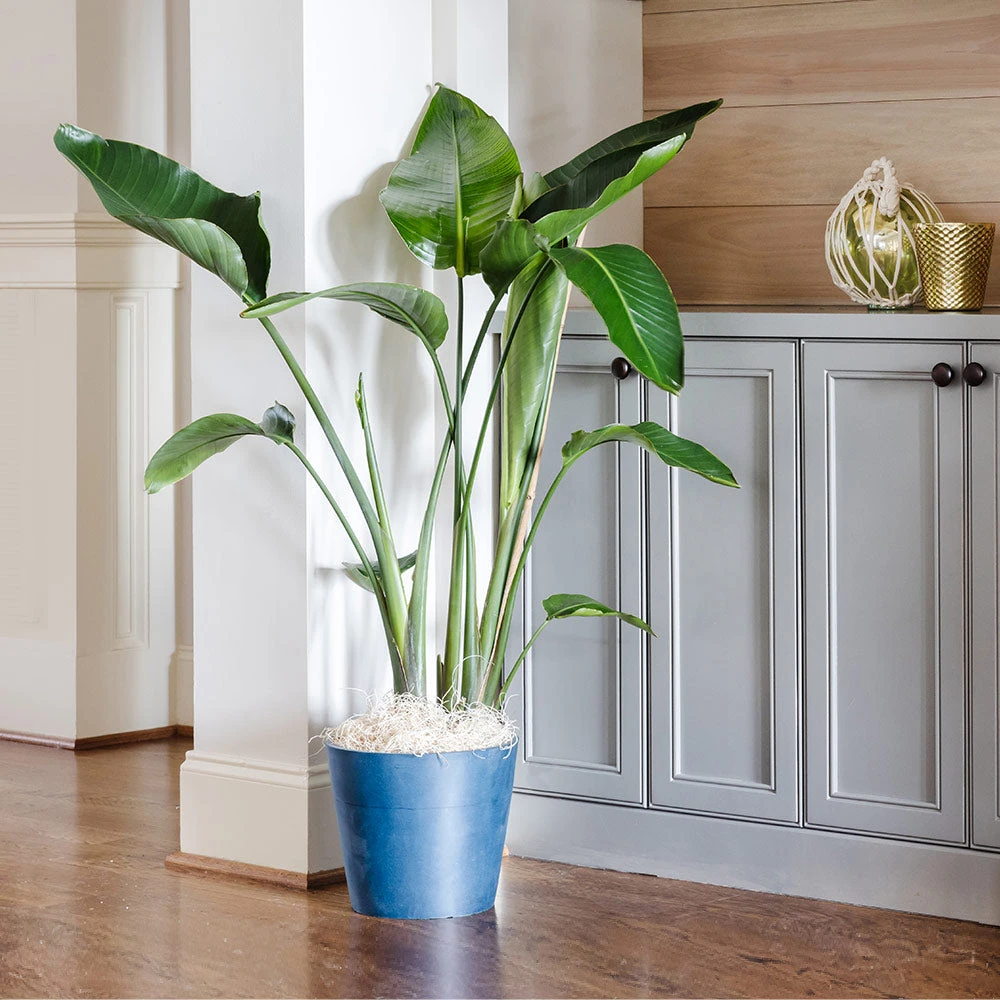 Bird Of Paradise - Orange 6 Bird Of Paradise - Orange - Image 6