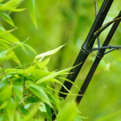 Black Bamboo 10 Black Bamboo -Evergreen Trees Sales Store Black Bamboo 1 FGT