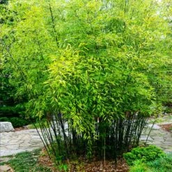 Black Bamboo 9 Black Bamboo -Evergreen Trees Sales Store Black Bamboo 3 FGT