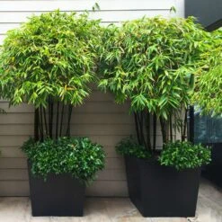 Black Bamboo 8 Black Bamboo -Evergreen Trees Sales Store Black Bamboo 7