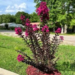 Black Diamond® Crape Myrtle - Mystic Magenta™ -Evergreen Trees Sales Store Black Diamon Magestic magenta Crape Myrtle31
