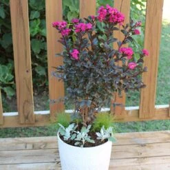 Black Diamond® Crape Myrtle - Mystic Magenta™ -Evergreen Trees Sales Store Black Diamon Magestic magenta Crape Myrtle 1