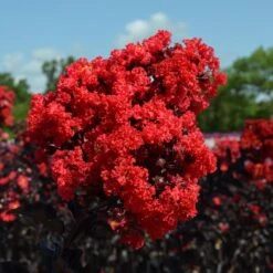 Black Diamond® Crape Myrtle - Best Red™ -Evergreen Trees Sales Store Black Diamond Crape Myrtle 3 FGT
