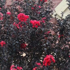 Black Diamond® Crape Myrtle - Best Red™ -Evergreen Trees Sales Store Black Diamond Crape Myrtle 6 FGT