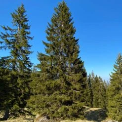 Black Hills Spruce Tree -Evergreen Trees Sales Store Black Hills Spruce 2