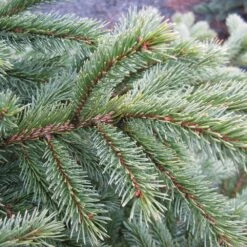 Black Hills Spruce Tree -Evergreen Trees Sales Store Black Hills Spruce 6 FGT