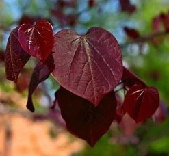 Black Pearl™ Redbud Tree -Evergreen Trees Sales Store Black Pearl Redbud Tree 450 D1