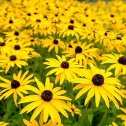 Goldsturm Black-Eyed Susan -Evergreen Trees Sales Store Black eyed susan 3 FGT