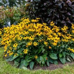 Goldsturm Black-Eyed Susan -Evergreen Trees Sales Store Black eyed susan 4 FGT