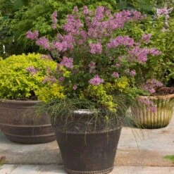 Bloomerang® Lilac Shrub -Evergreen Trees Sales Store Bloomerang Lilac Shrub 1