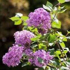 Bloomerang® Lilac Shrub -Evergreen Trees Sales Store Bloomerang Lilac Shrub 2