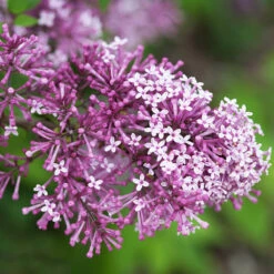 Bloomerang® Lilac Tree -Evergreen Trees Sales Store Bloomerang Lilac Shrub 5 FGT 0736f998 d271 49c8 b6f9 c5a804ca9df7