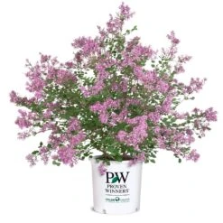 Bloomerang® Lilac Shrub -Evergreen Trees Sales Store Bloomerang Lilac Shrub 8 5G