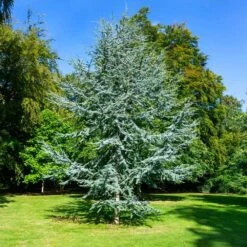 Blue Atlas Cedar Tree -Evergreen Trees Sales Store Blue Atlas Cedar 2