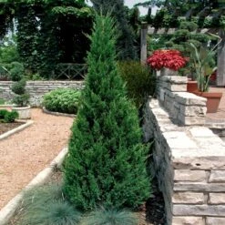 Blue Point Juniper -Evergreen Trees Sales Store Blue Point Juniper 2