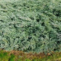 Blue Rug Juniper -Evergreen Trees Sales Store Blue Rug juniper 1