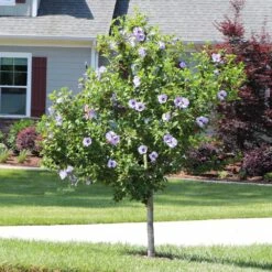 Azurri Blue Satin® Rose Of Sharon Althea Tree 8 Azurri Blue Satin® Rose Of Sharon Althea Tree -Evergreen Trees Sales Store Blue Satin Rose Of Sharon Tree 3 44946843 a3ea 4054 b02e a6db3052ceb9
