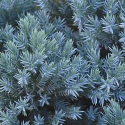 Blue Star Juniper Shrub -Evergreen Trees Sales Store Blue Star Juniper 2