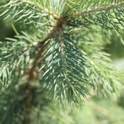 Blue Wonder Spruce Tree -Evergreen Trees Sales Store Blue Wonder Spruce 3 FGT