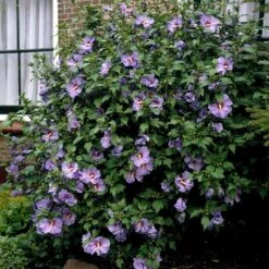 Bluebird Rose Of Sharon Hibiscus Shrub -Evergreen Trees Sales Store Bluebird Hibiscus 2