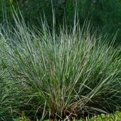 Blues Little Bluestem Grass -Evergreen Trees Sales Store Bluestem Grass The Blues 4