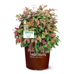 Blush Pink™ Nandina Shrub -Evergreen Trees Sales Store Blush Pink Nandina 6