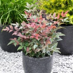 Blush Pink™ Nandina Shrub -Evergreen Trees Sales Store Blush Pink Nandina FGT 5