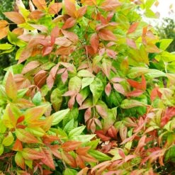 Blush Pink™ Nandina Shrub -Evergreen Trees Sales Store Blush Pink Nandina FGT 6