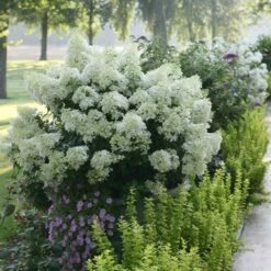 Bobo® Hydrangea Shrub -Evergreen Trees Sales Store Bobo Hyrangea 2 FGT