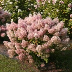 Bobo® Hydrangea Shrub -Evergreen Trees Sales Store Bobo Hyrangea 4 FGT