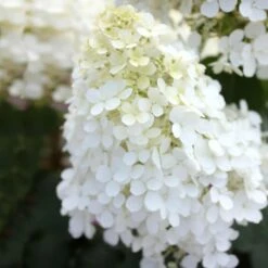 Bobo® Hydrangea Shrub -Evergreen Trees Sales Store Bobo Hyrangea 5