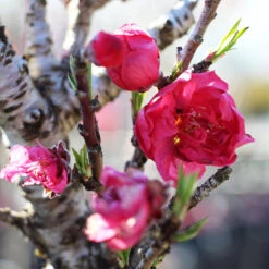 Bonanza Patio Peach Tree -Evergreen Trees Sales Store Bonanza Peach tree 4 FGT