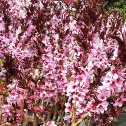 Bonfire Patio Peach Tree -Evergreen Trees Sales Store Bonfire Peach 3 FGT