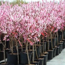 Bonfire Patio Peach Tree -Evergreen Trees Sales Store Bonfire Peach 4